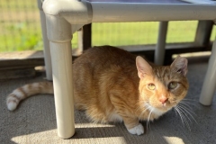 MrCatSeptCFC-726x600
