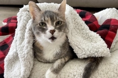 OliveCat1-copy