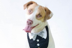 Rover3-copy-2-659x600