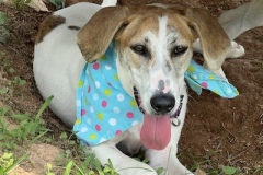 PaddyCJuly2-copy