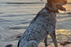 Pebbles-beach