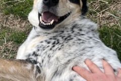 Pebblesbellyrub