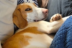 3_couch_snuggle_pi