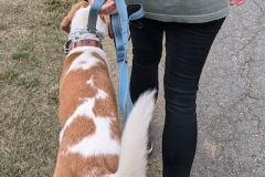 7_pi_si_walk