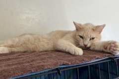 PocoMarchCFC-800x465