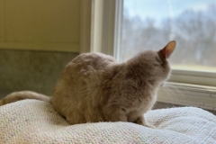 PocoMarchCFC3-696x600