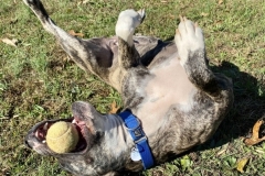 Princess-1-Nov5fd149c102dbf-604x600