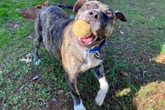 Princess-6-Nov-good-2-736x600