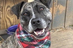 PrincessJanCFC1-copy