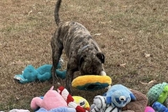 PrincessJanCFC3-copy