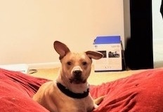Rex2