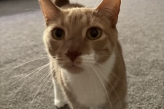 George1