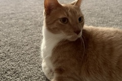 George4