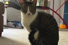 Ringo2