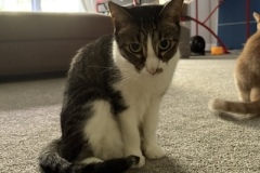 Ringo3