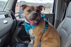 Rocky-4