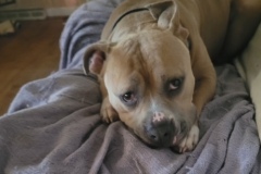 Rocky-5