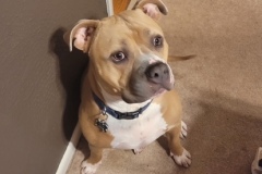 Rocky-6