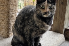 Rossi4-copy