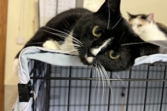 Sally-copy