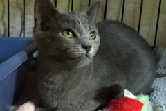 Smokey-1-644x600