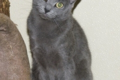 Smokey-102-400x600