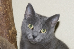 Smokey-105-800x533