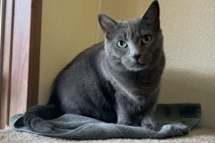 SmokeyAugCFC-688x600