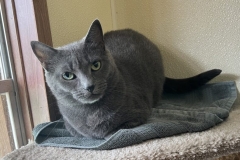 SmokeyAugCFC2-789x600