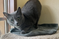 SmokeyAugCFC3-800x588