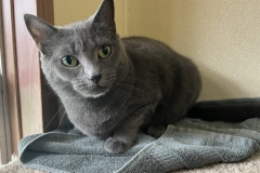 SmokeyAugCFC4-800x593