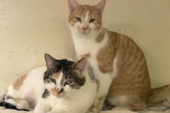 KitTatumMarchCFC2-710x600