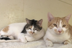 KitTatumMarchCFC8-800x574