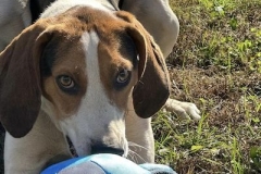 TrippAngelaCFC1-copy