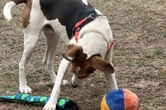 TrippAngelaCFC3-copy-611x600