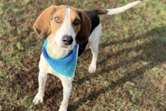 TrippDecCFC-copy-713x600