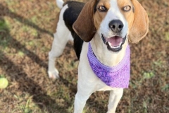 TrippDecCFC7-copy-562x600