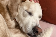 Tutter1