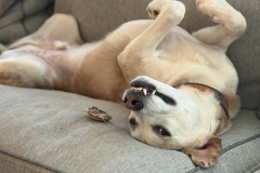 Tutter3