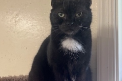 TuxApril2-copy
