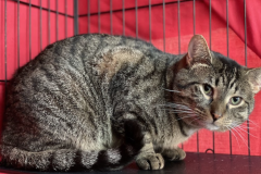 Screenshot-2023-04-07-at-7.40.30-PM-783x600