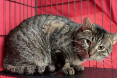 Screenshot-2023-04-07-at-7.40.40-PM-800x590