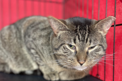 Screenshot-2023-04-07-at-7.40.49-PM-705x600