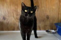 WednesdayOctCFC3