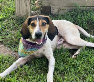 Coonhound training outlet pens