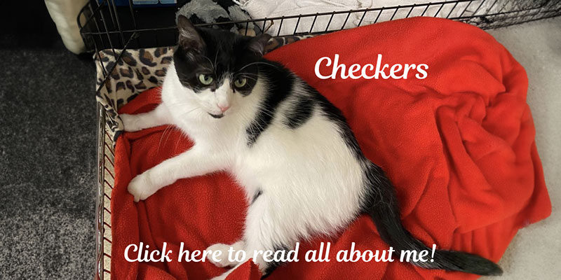 Adopt Checkers the Cat